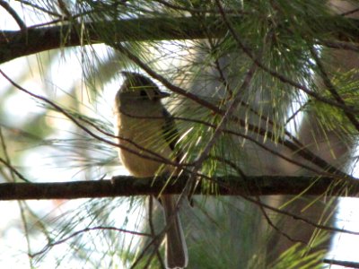 Titmouse in pine photo
