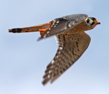 KESTREL, AMERICAN (7-9-11) de anza trail north of rio rico road, scc, az -02