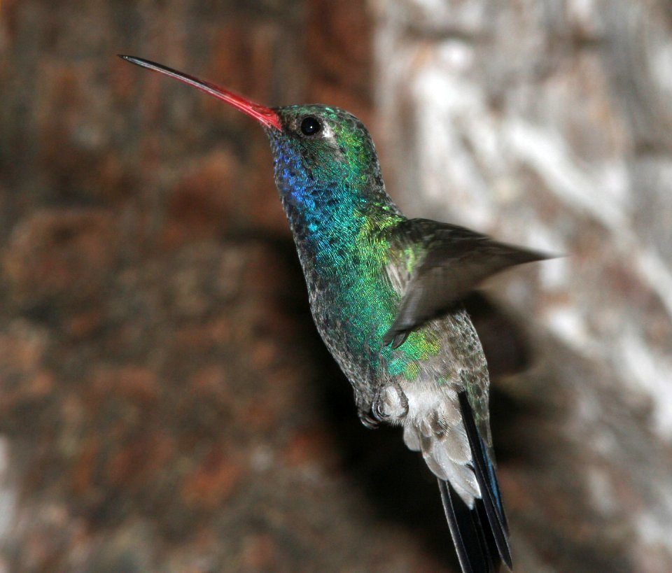 HUMMINGBIRD, BROAD-BILLED (6-18-09) madera cyn -14