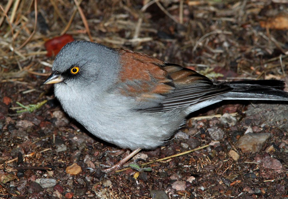 JUNCO, YELLOW-EYED (1-11-10) az -08