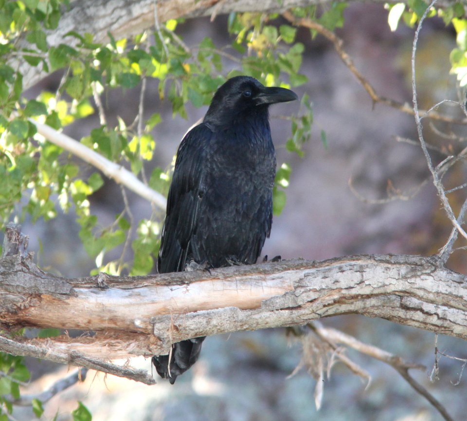 RAVEN, COMMON (10-29-10) pena blanca lake, scc, az -01