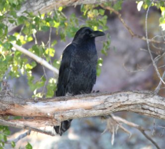 RAVEN, COMMON (10-29-10) pena blanca lake, scc, az -01