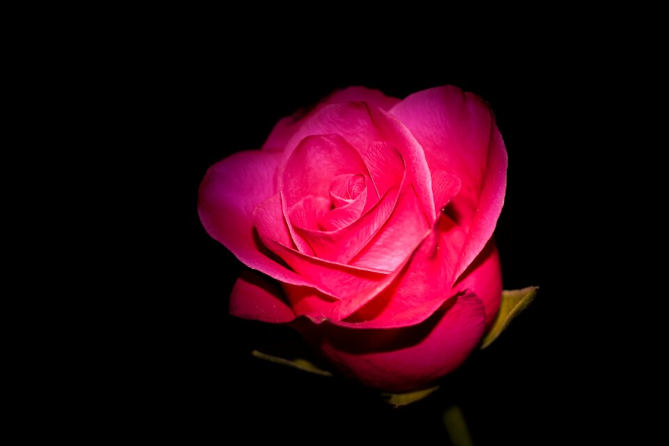 Nature romantic flowers bouquet