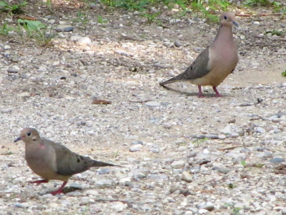 Juvenile Mourning Doves