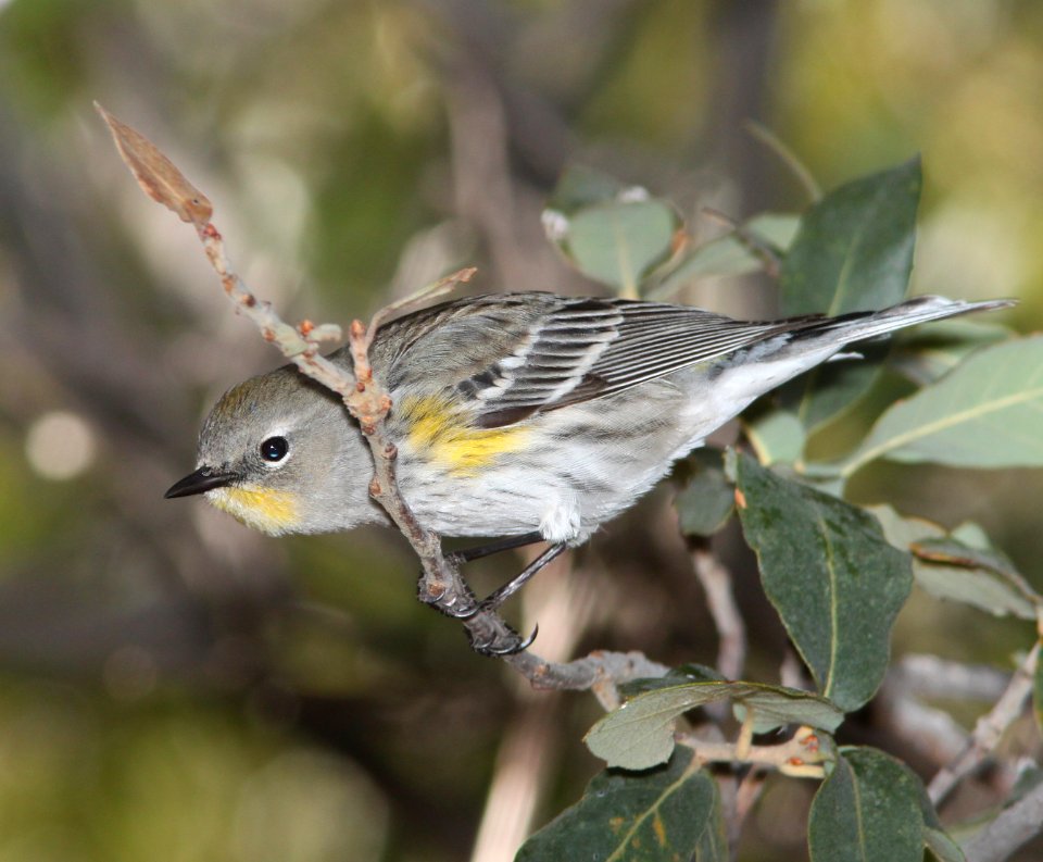 WARBLER, YELLOW-RUMPED (12-23-10) -05