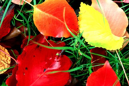 Color-of-Fall-close
