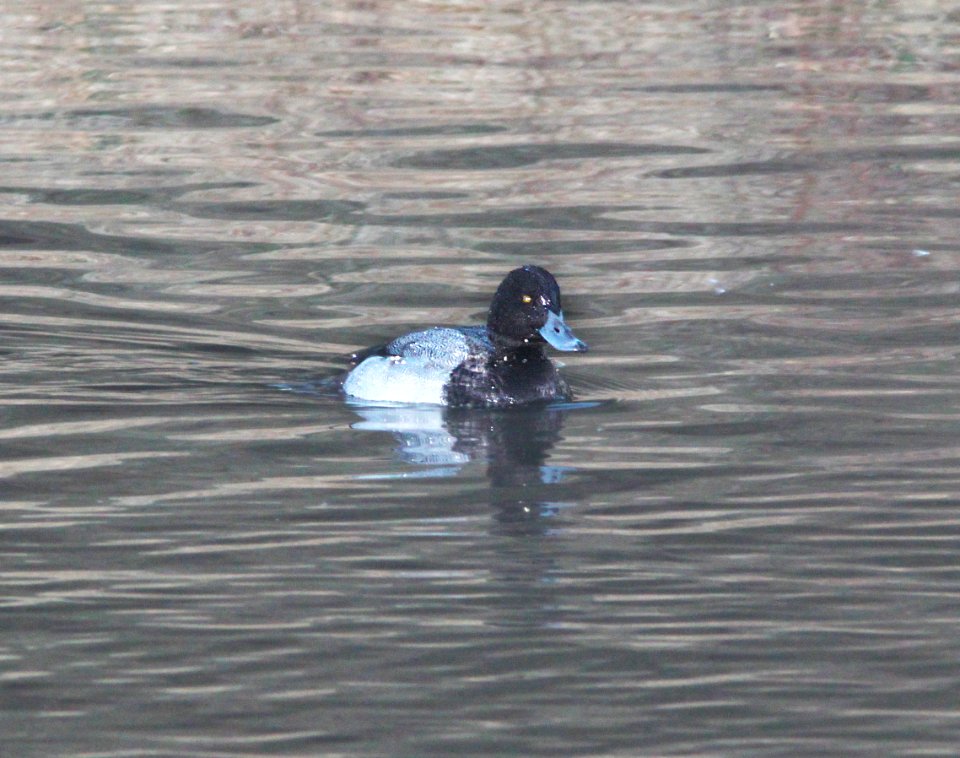SCAUP, LESSER (12-12-10) patagonia lake, scc, az -02