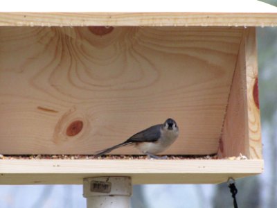 Titmouse 363 photo