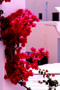 Flower in my hotel