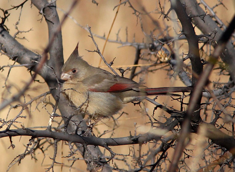 PYRRHULOXIA (12-15-10) kino springs, scc, az -08