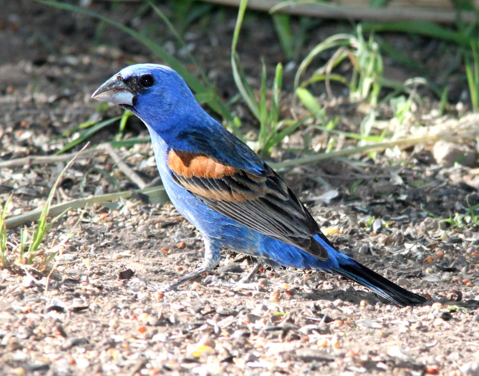 GROSBEAK, BLUE (7-14-11) paton's, patagonia, scc, az -02