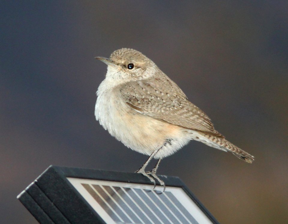 WREN, ROCK (12-30-10) 78 circulo montana, pat lake ranch estates, scc, az -02