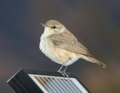 WREN, ROCK (12-30-10) 78 circulo montana, pat lake ranch estates, scc, az -02