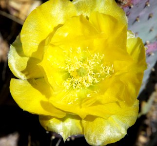 PRICKLYPEAR, SANTA RITA (Opuntia santa-rita) (5-16-11) 78 circulo montana, patagonia lake ranch estates, scc, az -04