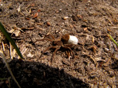 Spider with Egg Sack