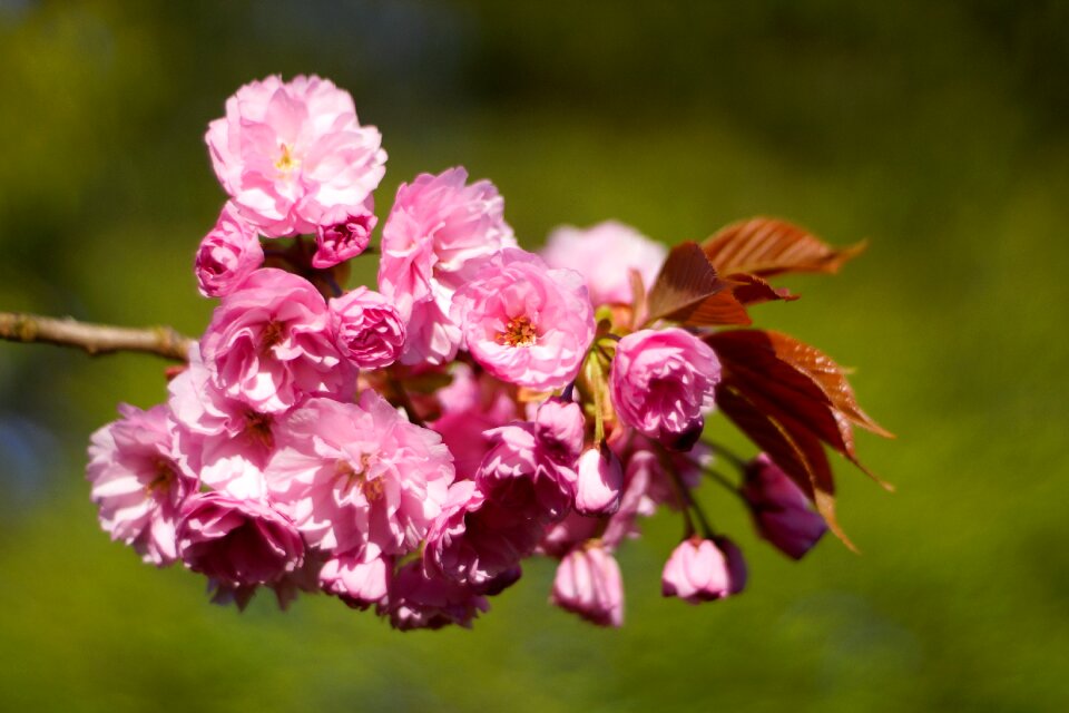 Garden flowering color