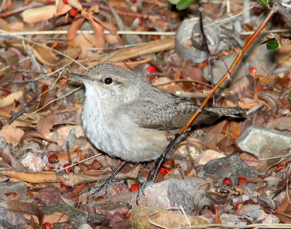 WREN, ROCK (12-30-10) 78 circulo montana, pat lake ranch estates, scc, az -01