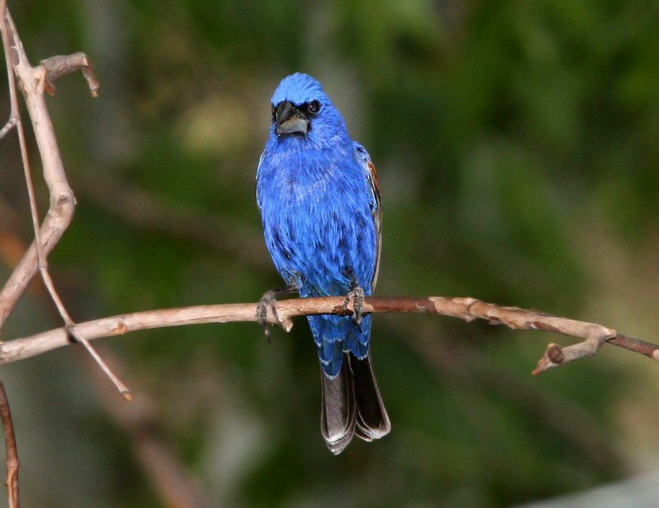 GROSBEAK, BLUE (6-17-09) madera cyn -03