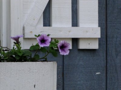 Petunias in Window Box photo