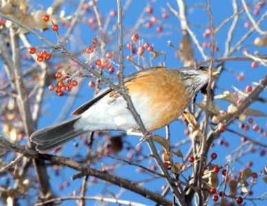ROBIN, RUFOUS-BACKED (1-4-11) patagonia lake, scc, az -06