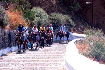 Donkey for Tourist photo