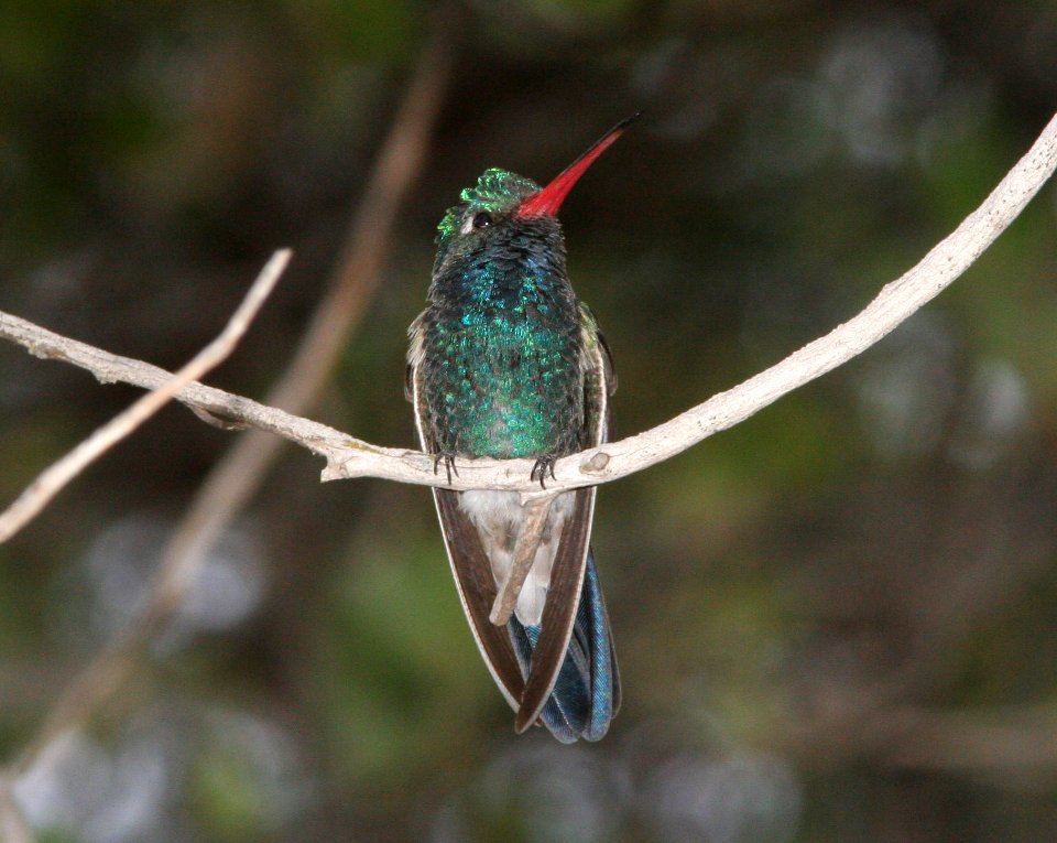 HUMMINGBIRD, BROAD-BILLED (6-18-09) madera cyn -11