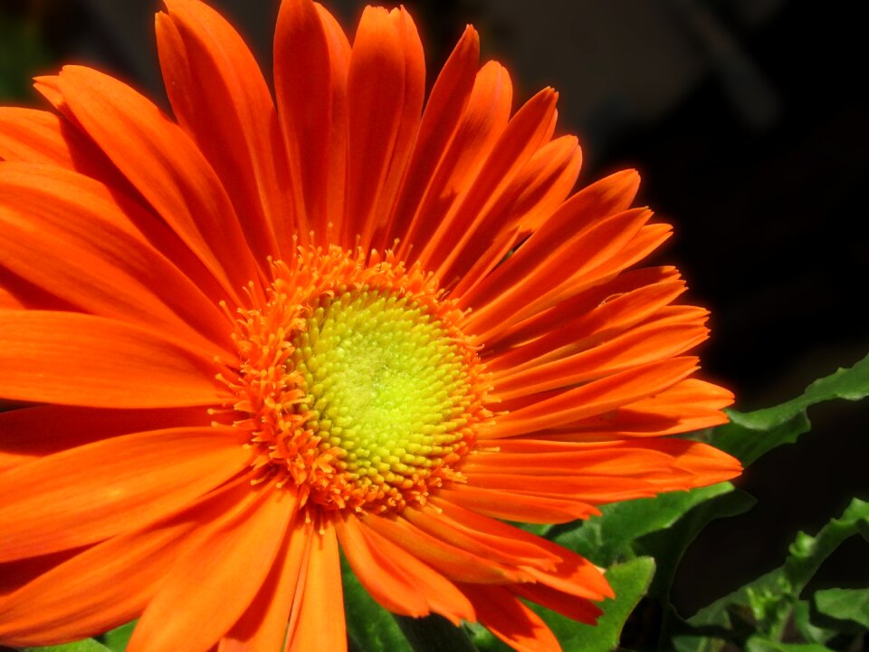 Summer flower petal
