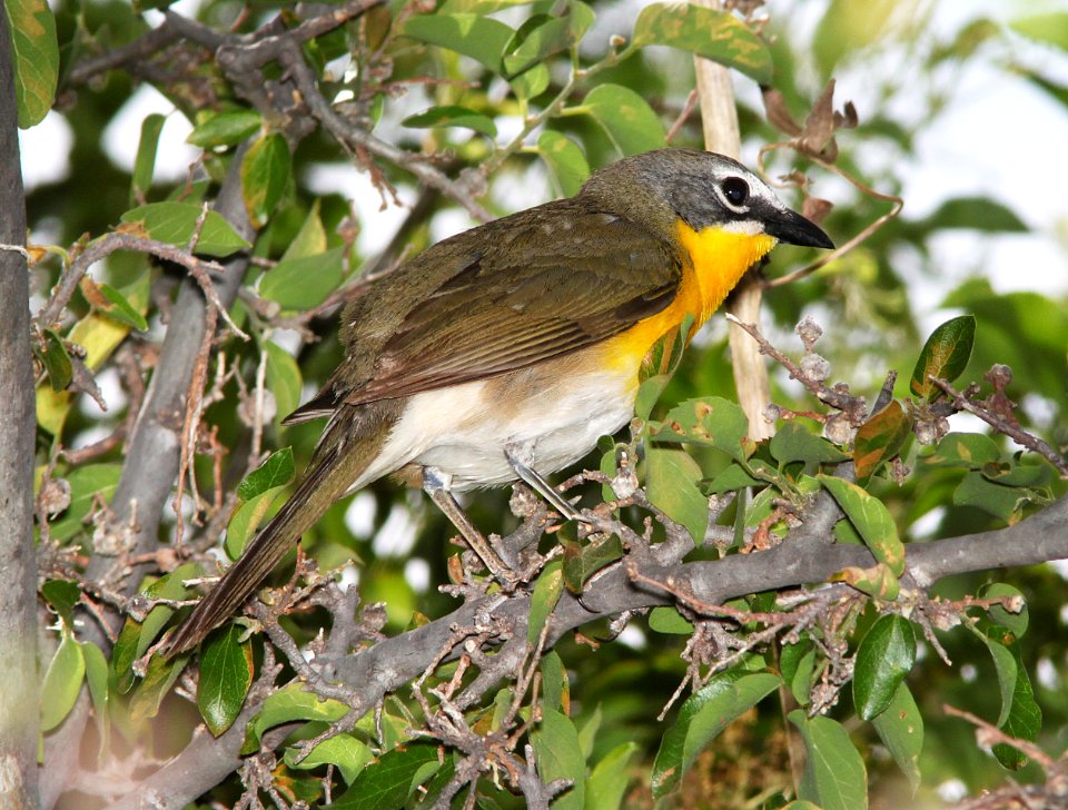 CHAT, YELLOW-BREASTED (6-1-11) de anza trail north from rio rico dr, rio rico, scc, az -01