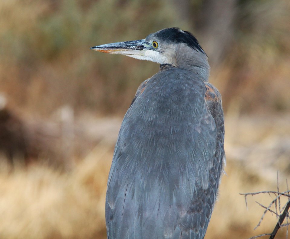 HERON, GREAT BLUE (12-31-10) pena blanca lake, scc, az -01