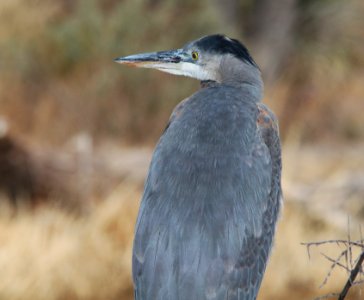 HERON, GREAT BLUE (12-31-10) pena blanca lake, scc, az -01