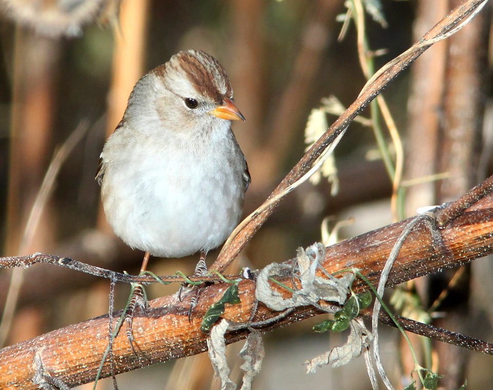 SPARROW, WHITE-CROWNED (12-1-10) paton's, patagonia, scc, az -01
