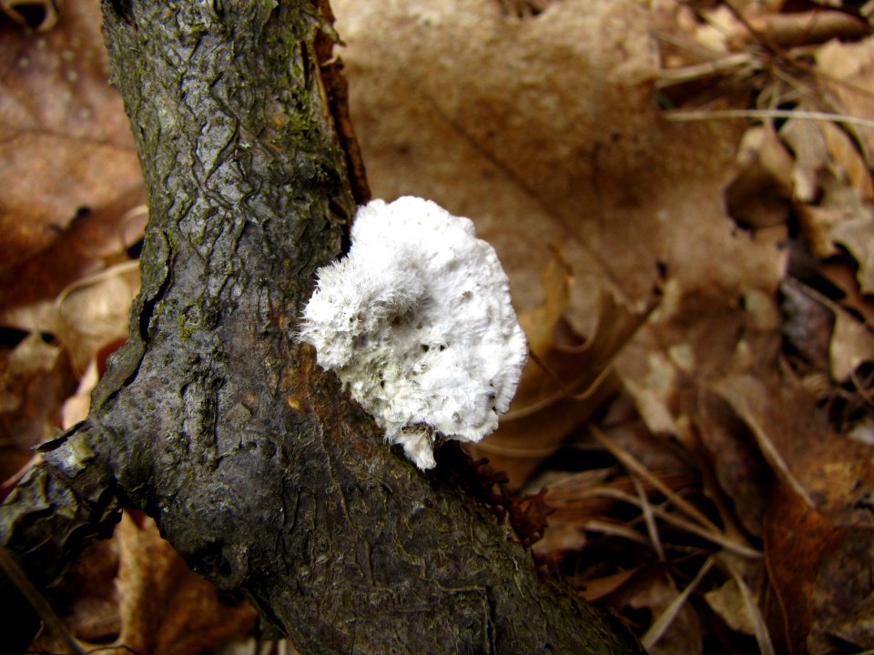 Tree Fungus