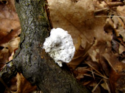 Tree Fungus