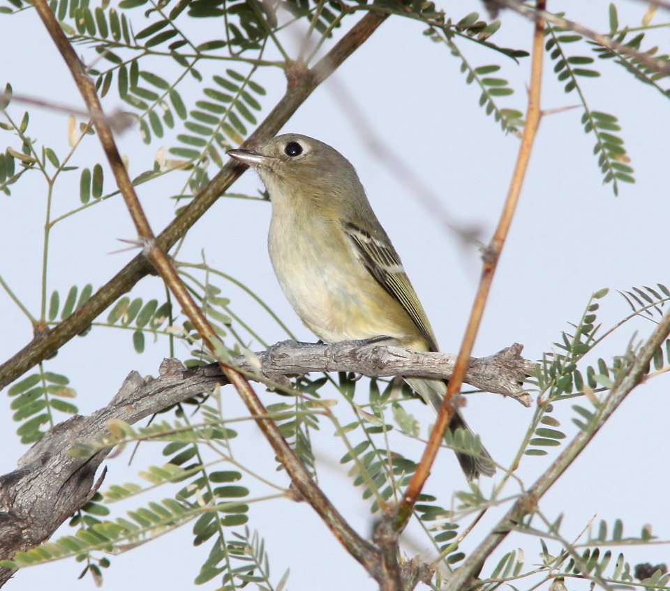 VIREO, HUTTON'S (12-3-10) west end, patagonia lake, scc, az -02