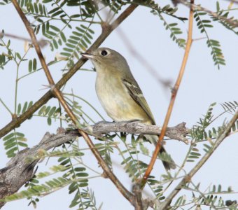VIREO, HUTTON'S (12-3-10) west end, patagonia lake, scc, az -02