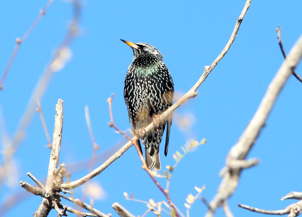 STARLING, EUROPEAN (12-15-10) kino springs, scc, az -02