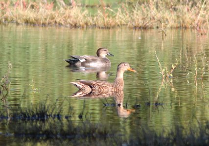 GADWALL (10-18-10) with fem. Mallard, patagonia lake state park, scc, az -01