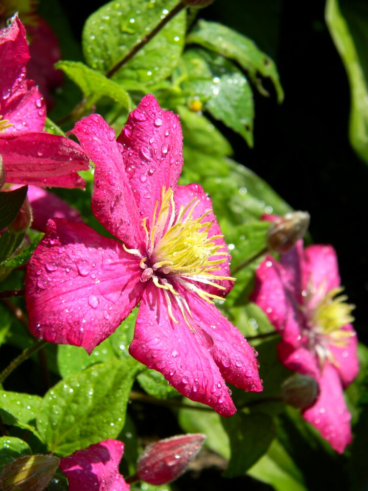 Flower pink flower leaves