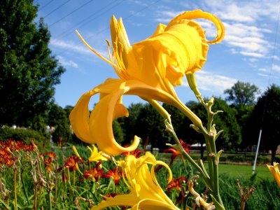 A yellow flower in Vermont