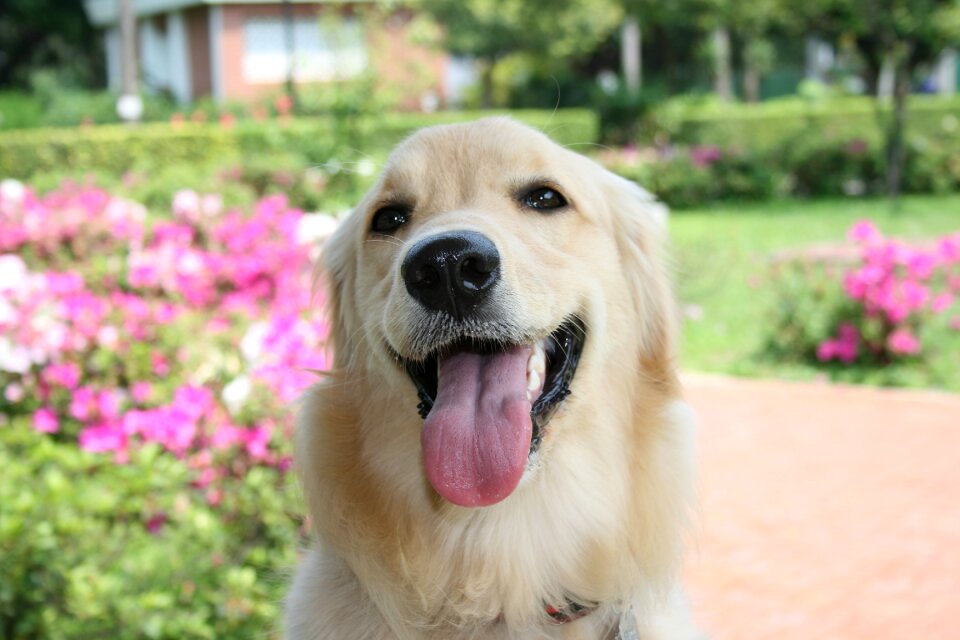 Gold liè dogs pet dogs