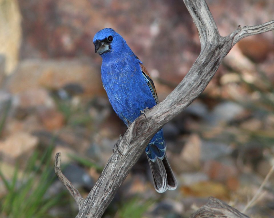 GROSBEAK, BLUE (5-31-11) 78 circulo montana, patagonia lake ranch estates, scc, az -04