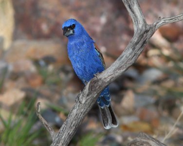 GROSBEAK, BLUE (5-31-11) 78 circulo montana, patagonia lake ranch estates, scc, az -04