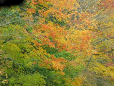 Fall Texture 815