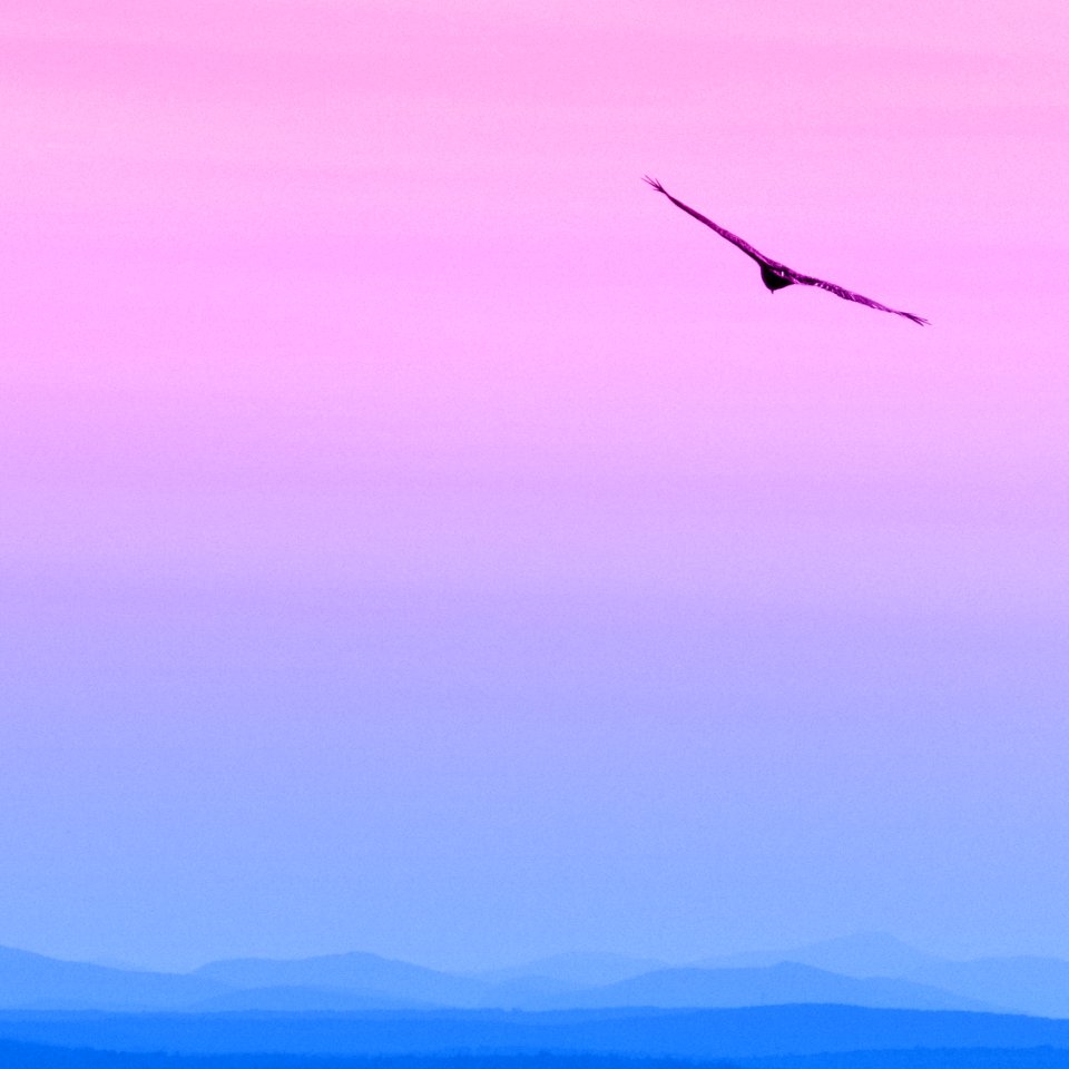 Soaring above the hills - colorized