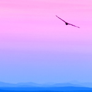 Soaring above the hills - colorized photo