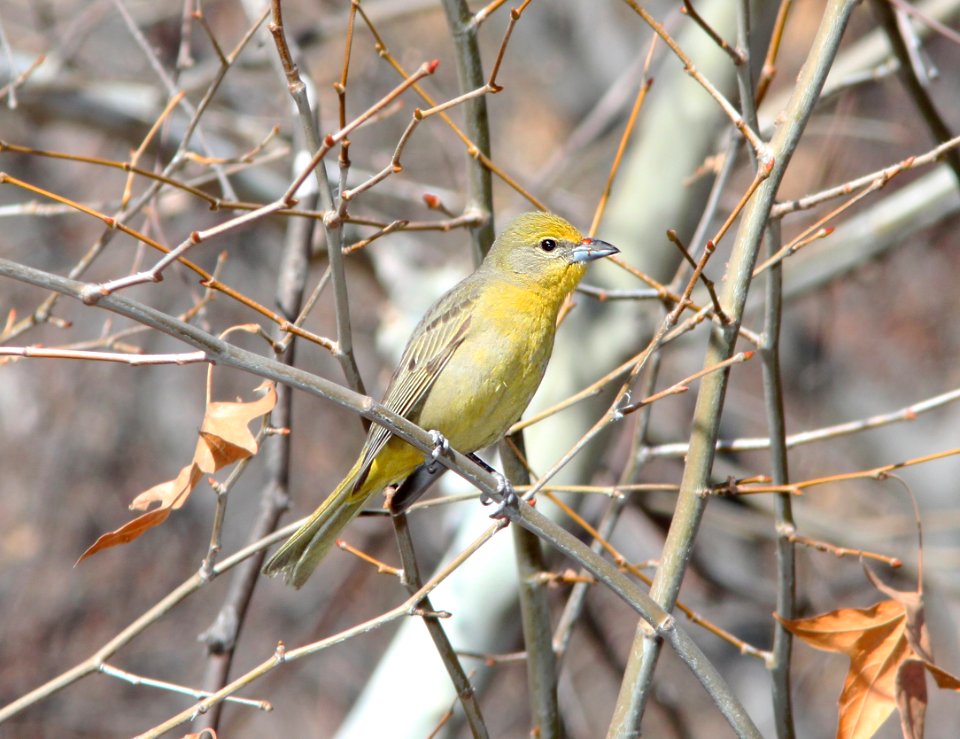TANAGER, HEPATIC (1-16-11) patagonia rest stop, sonoita creek, scc, az -01