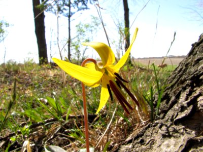 Trout lily photo