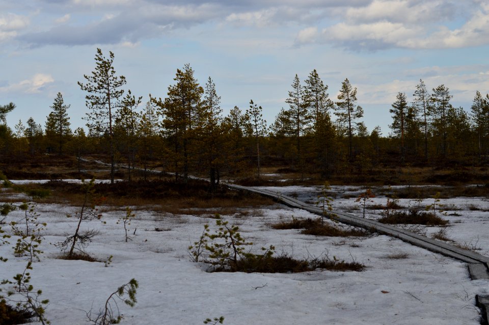 Hirvisuo bog