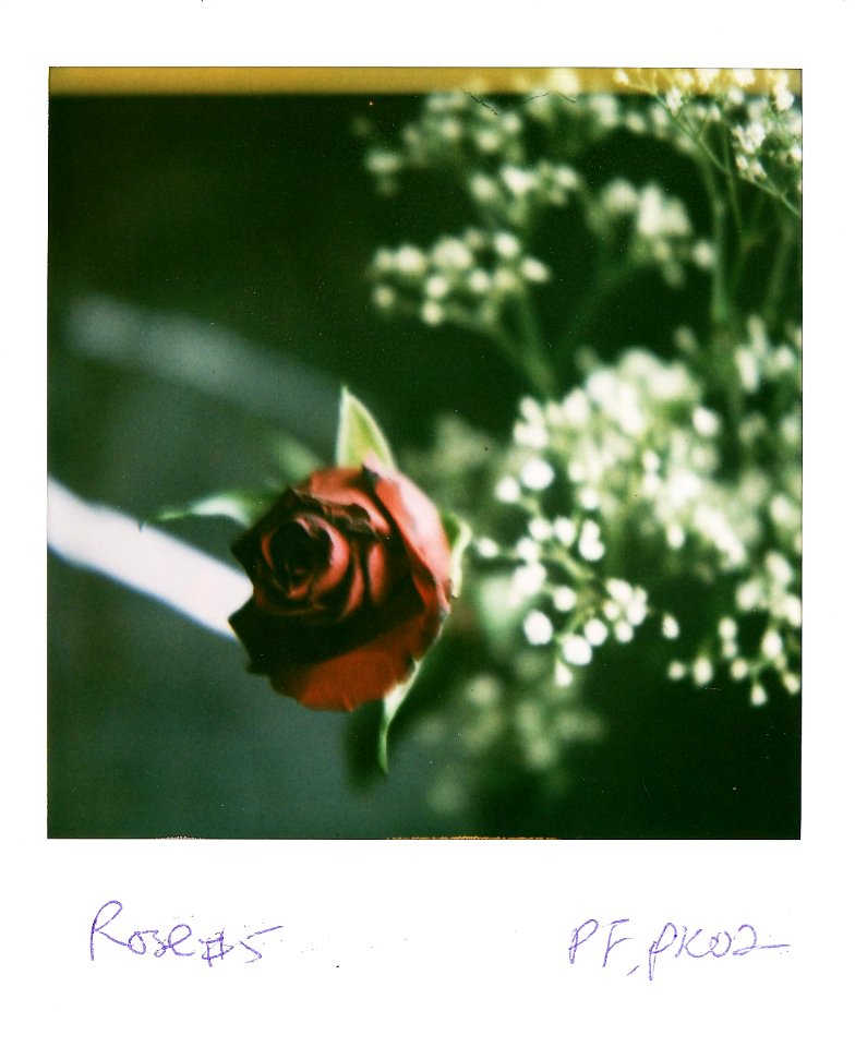 Rose #5