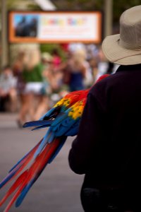 Man with a parrot